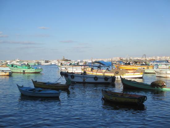 Alexandria Fish